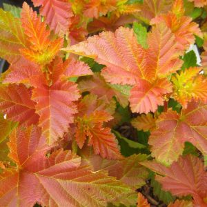 Blasenspiere - Physocarpus 'Amber Jubilee'
