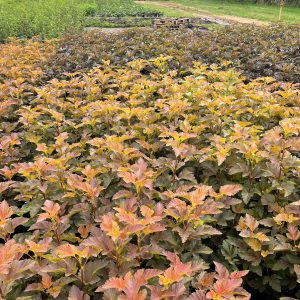 1-physocarpus-opulifolius-amber-jubilee-jpg_1920x1920