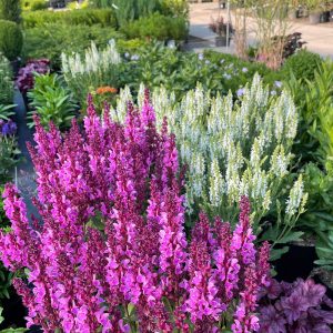 2-steppen-salbei-marvel-rose-salvia-nemorosa-marvel-rose_1920x1920