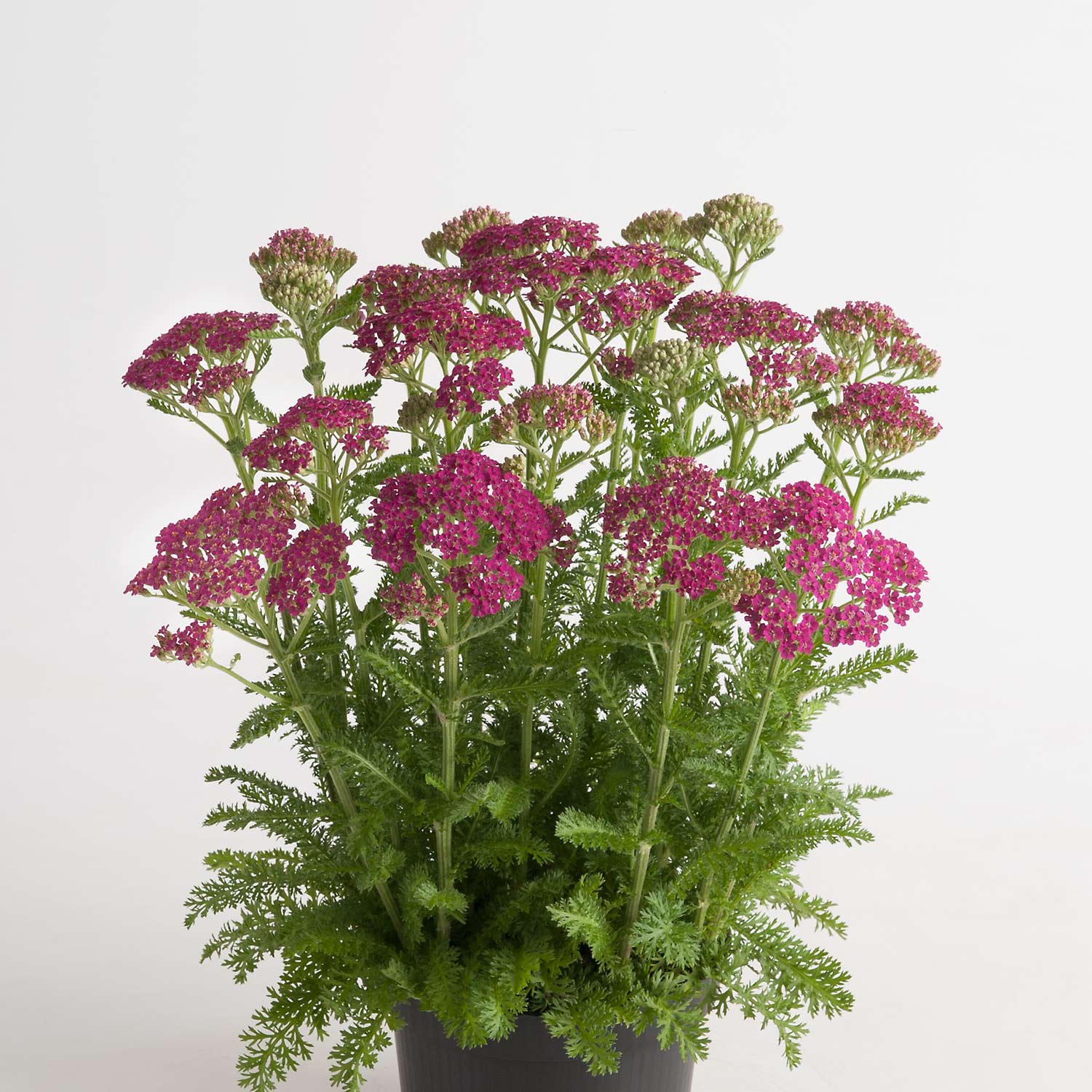 Schafgarbe - Achillea millefolium 'Milly Rock Rose'
