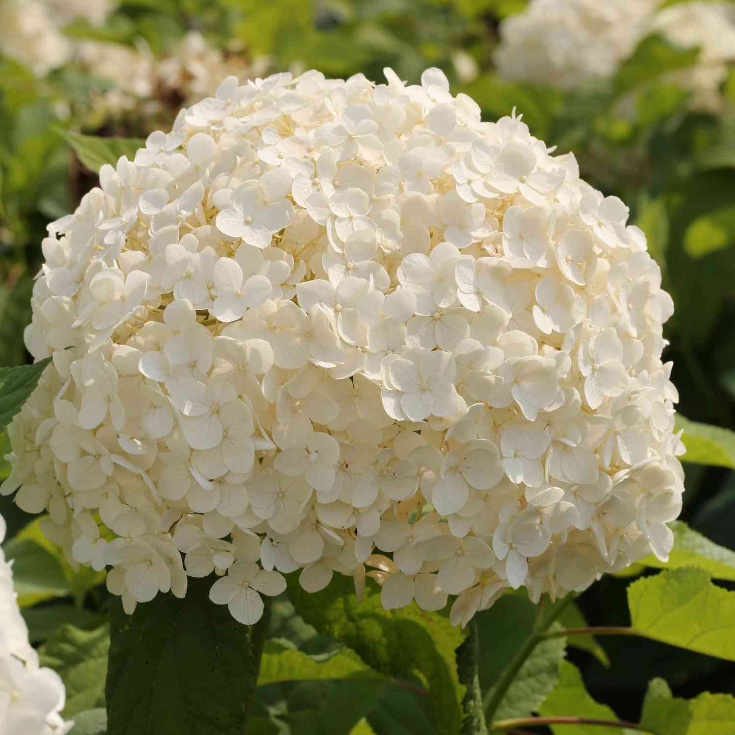 Schneeballhortensie - Hydrangea arborescens 'Annabelle'