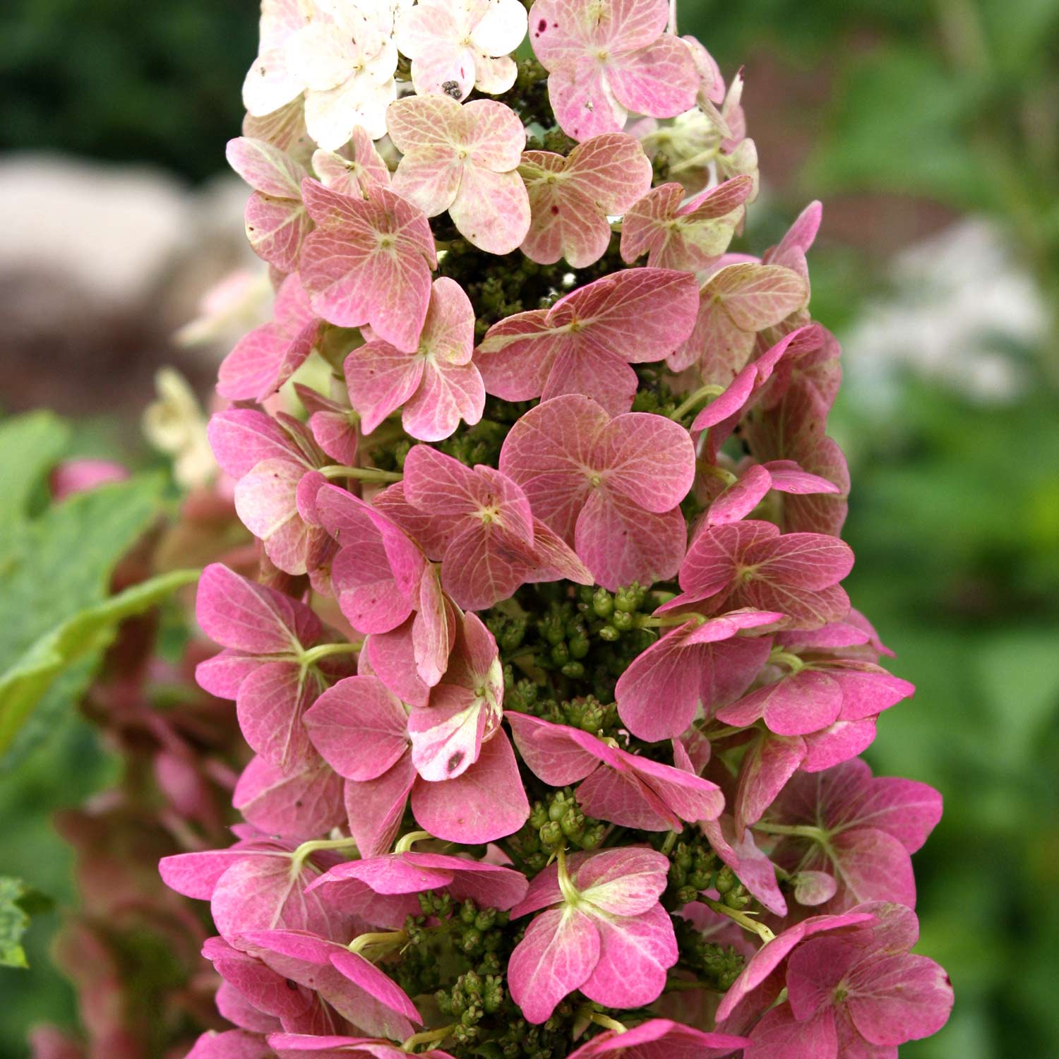 Eichenblatthortensie - Hydrangea quercifolia 'Yetstream'