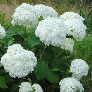Ballhortensie Annabelle 2
