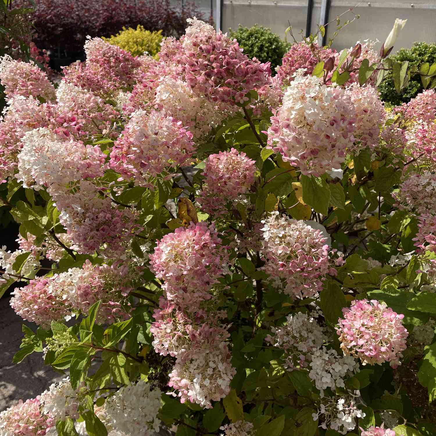 Hydrangea Pinklight