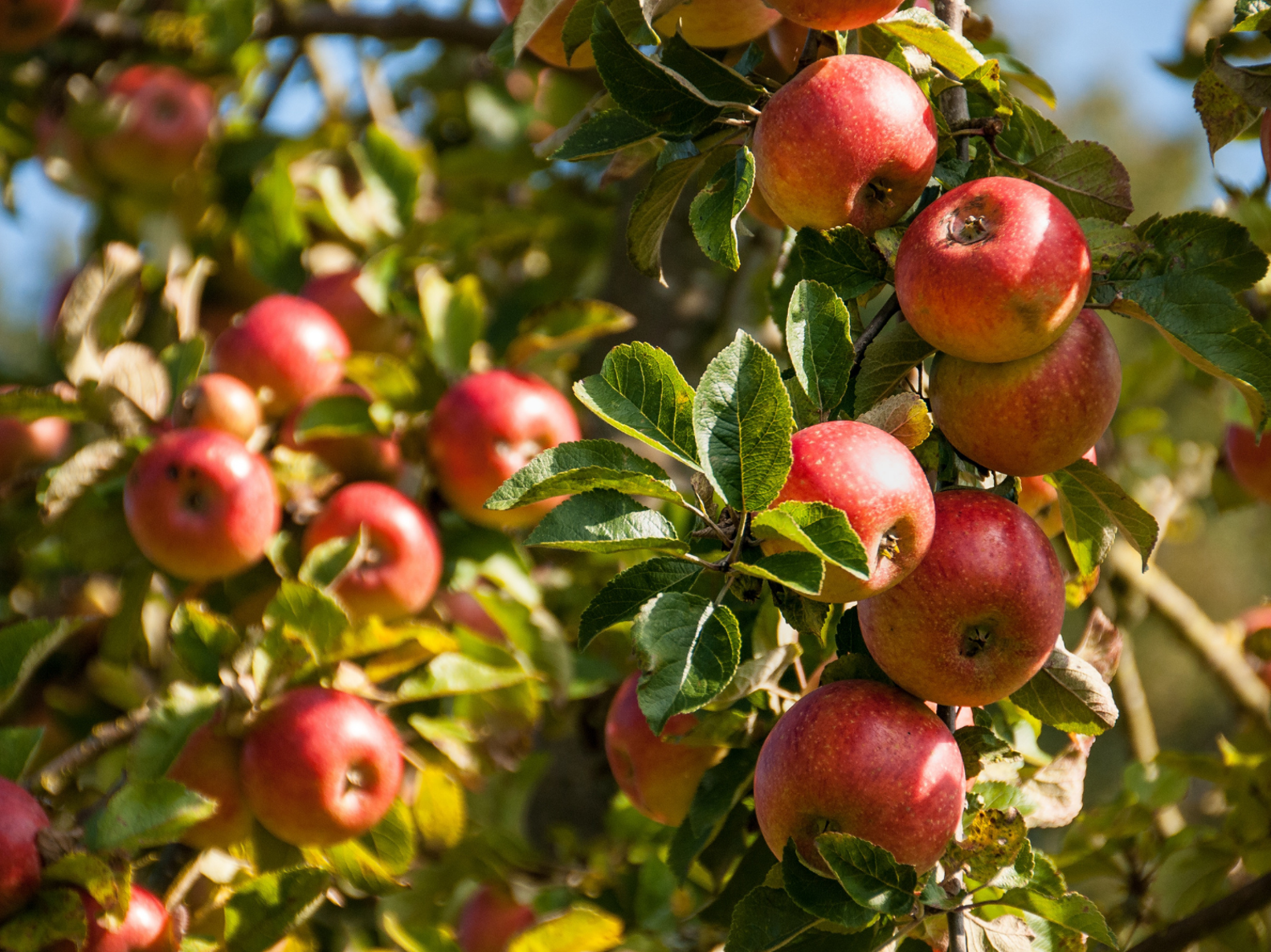 Apfelbaum mit roten Äpfeln