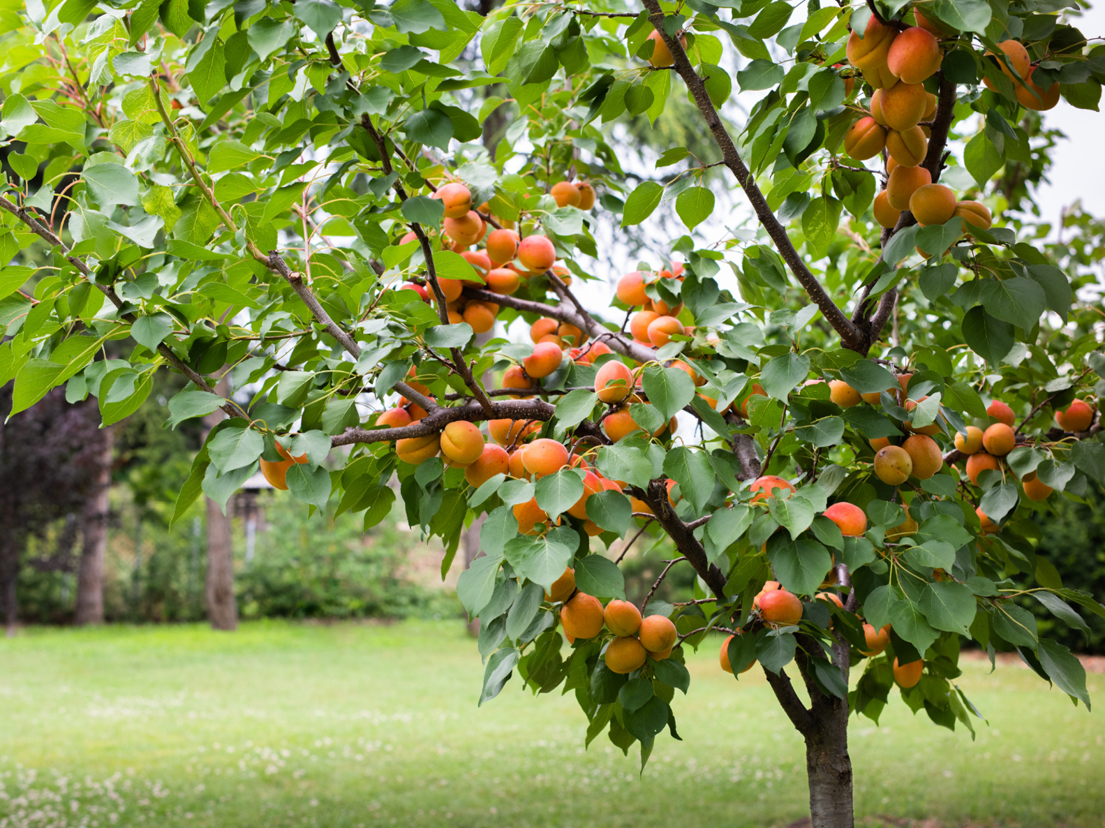 Aprikosenbaum mit Früchten steht in Garten