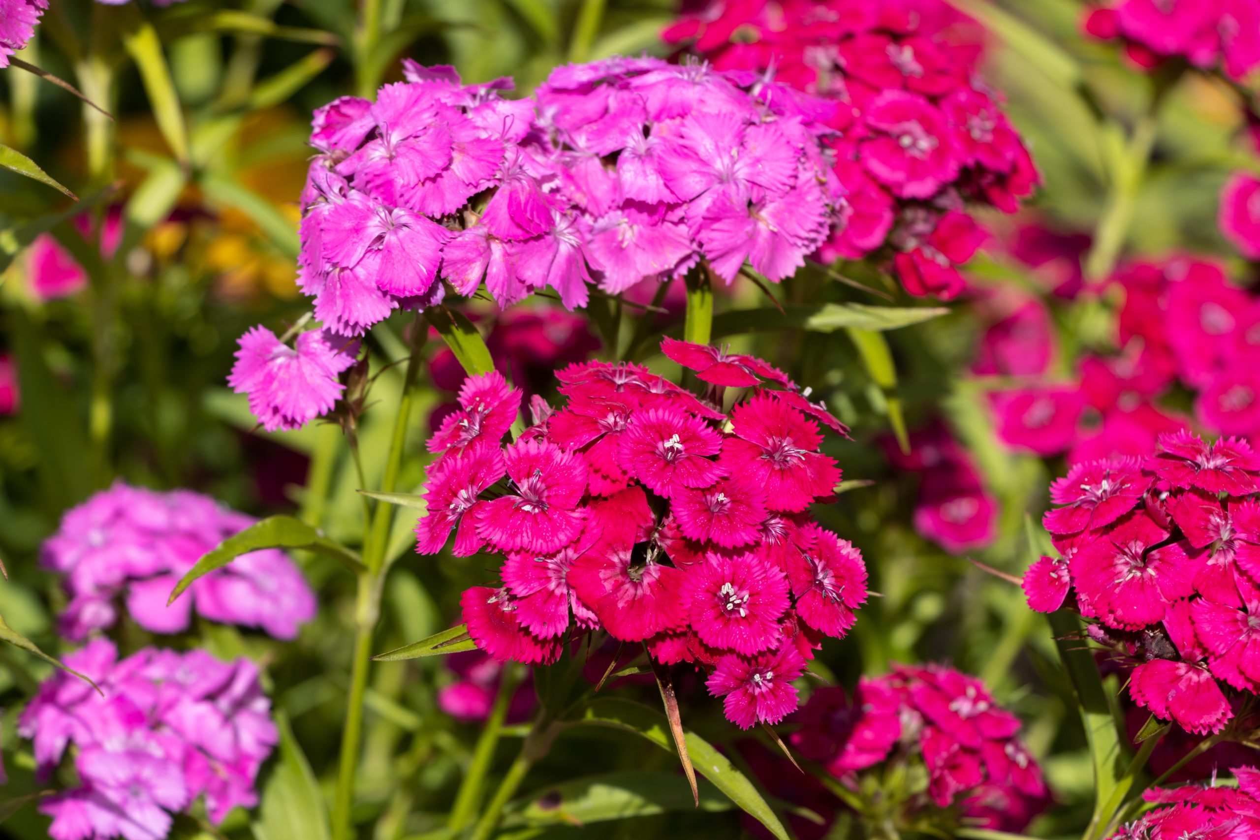 Biene sammelt Pollen aus kleinen Blüten