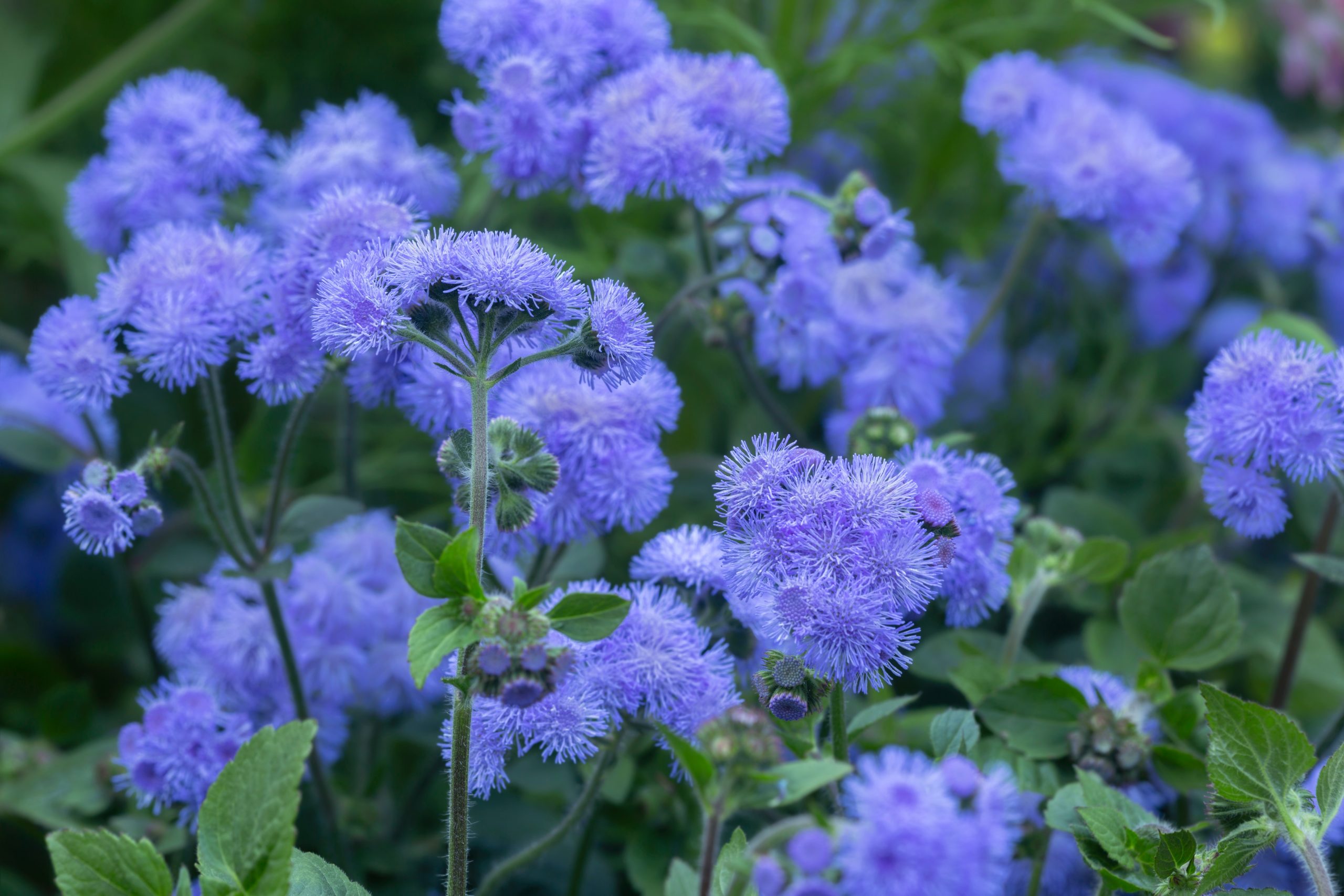 Blaue Blütenpracht für Balkon und Garten
