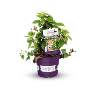 Brombeere - Rubus fruticosa 'Lucky Berry'