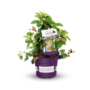 Brombeere Lucky Berry