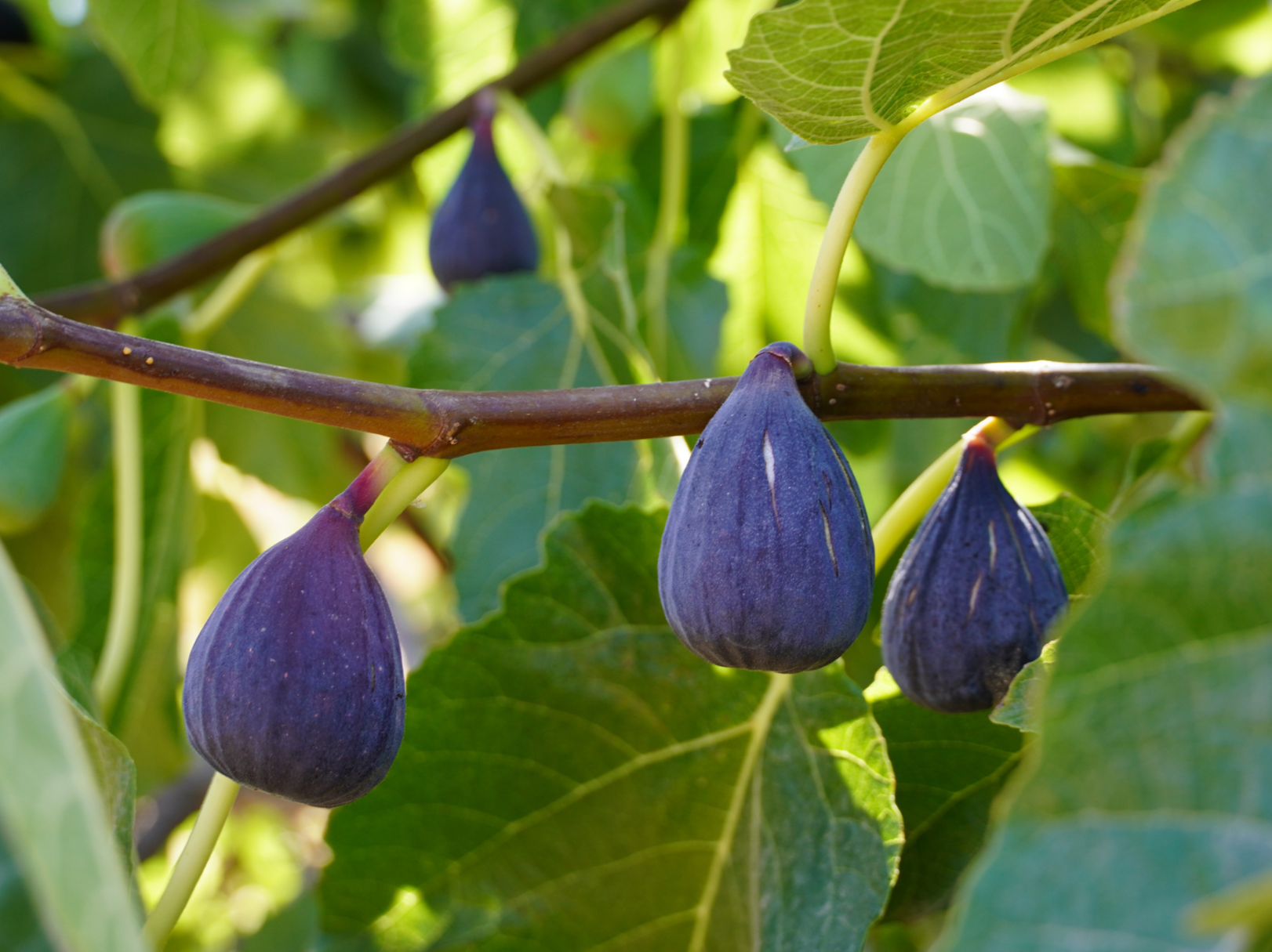 Feigenbaum Nahaufnahme