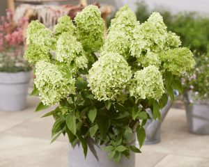 Rispenhortensie - Hydrangea paniculata 'Greenlight'