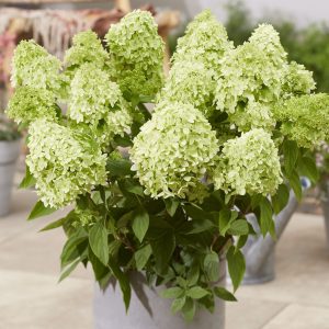 Greenlight Hortensie