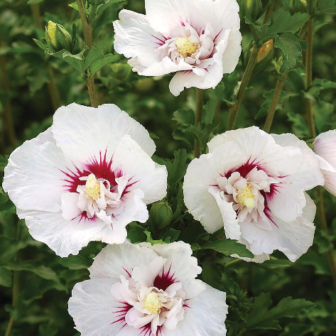 Hibiscus Bali