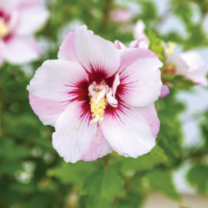 Eibisch - Hibiscus syriacus 'Fiji'