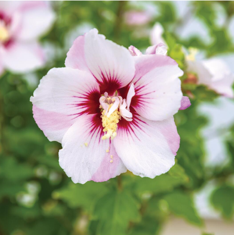 Eibisch - Hibiscus syriacus 'Fiji'
