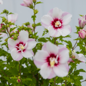 Eibisch - Hibiscus syriacus 'Fiji'