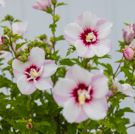 Eibisch - Hibiscus syriacus 'Fiji'