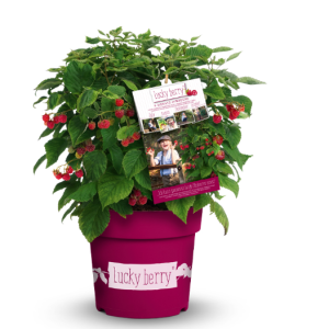 Himbeere Lucky Berry