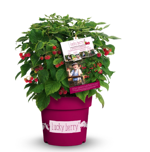 Himbeere Lucky Berry