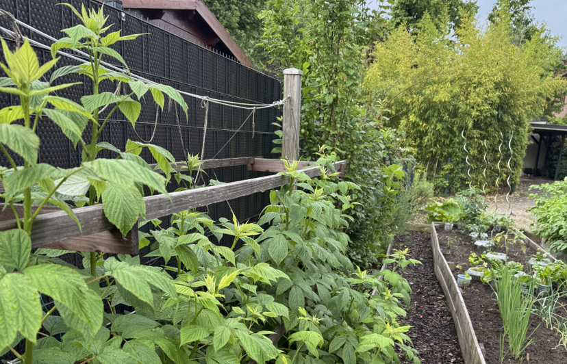 Himbeersträucher und Säulenobst als Naschhecke verdecken den Zaun