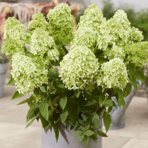 Hydrangea Greenlight