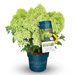 Hydrangea Little Light