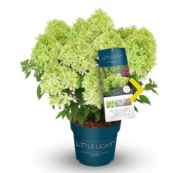 Hydrangea Little Light