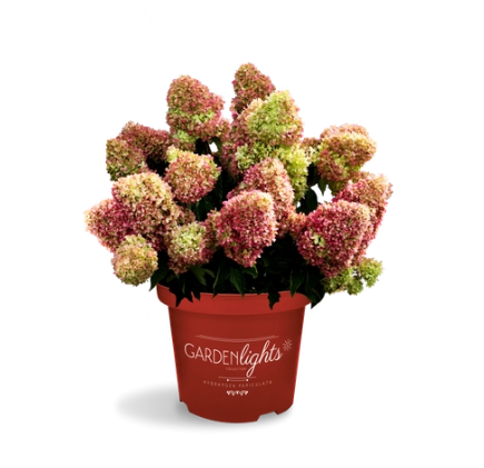 Hydrangea Redlight