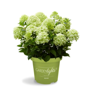 Hydrangea paniculata gardenlights® Whitelight