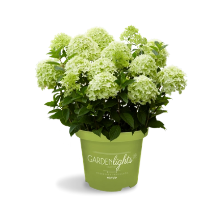 Hydrangea paniculata gardenlights® Whitelight