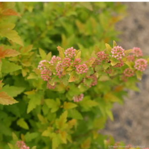 Blasenspiere - Physocarpus 'Tiny Wine Gold'