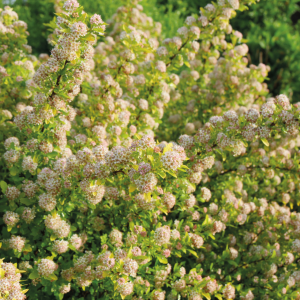Blasenspiere - Physocarpus 'Tiny Wine Gold'