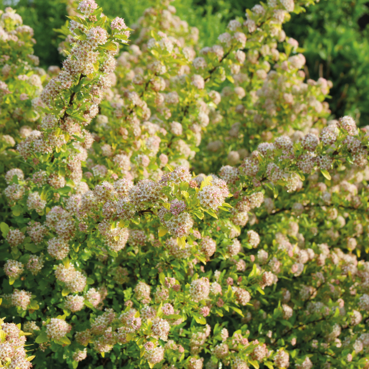 Physocarpus Tiny Wine Gold Pflanze