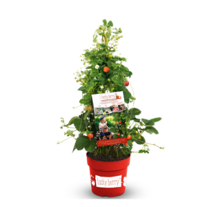 Fragaria Erdberre Lucky Berry