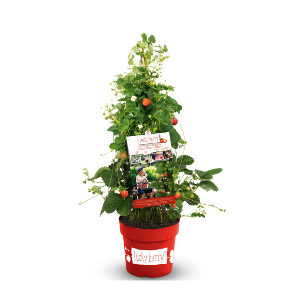 Fragaria Erdberre Lucky Berry