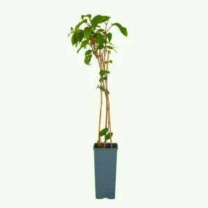 Zwergkiwi - Actinidia arguta 'Issai'