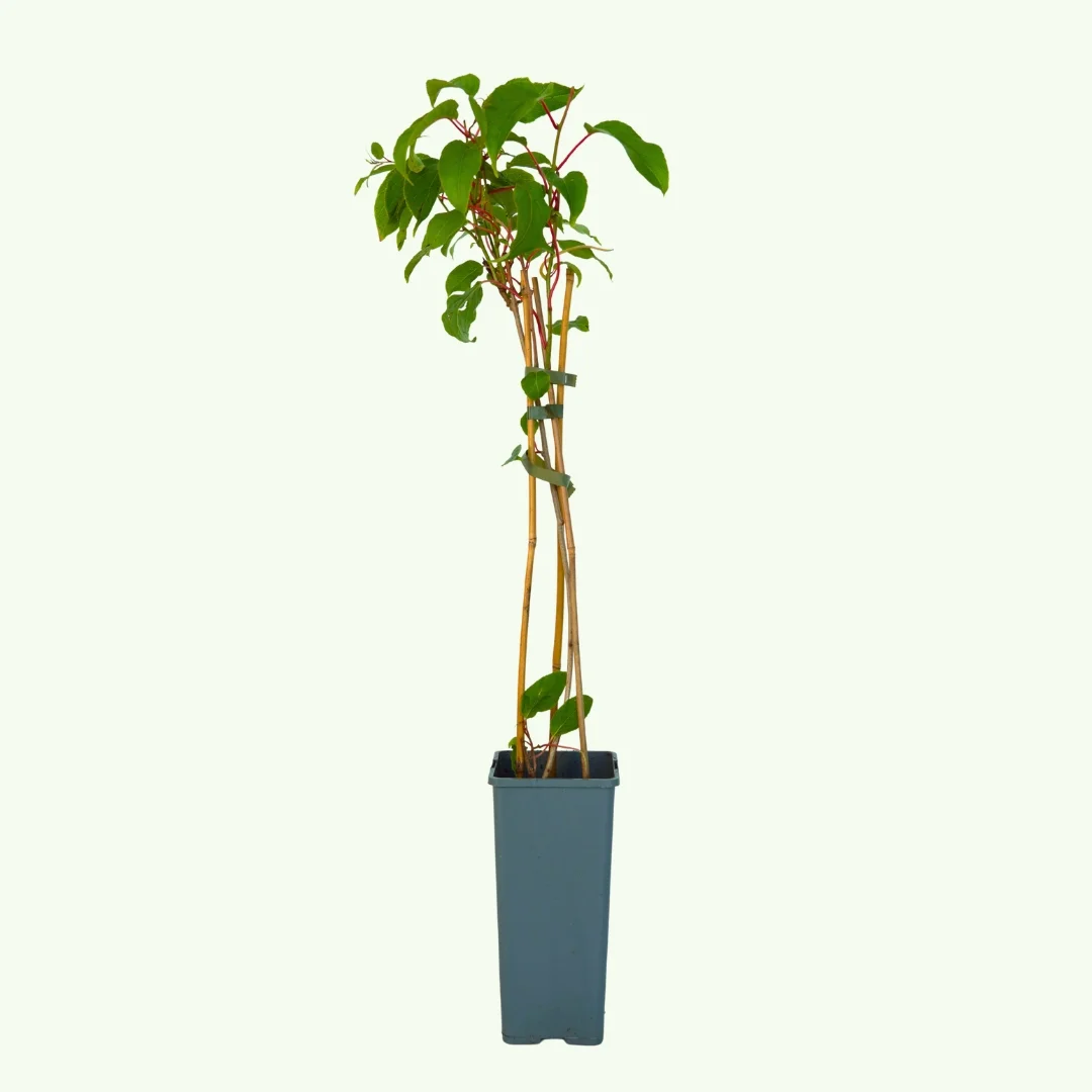 Zwergkiwi - Actinidia arguta 'Issai'