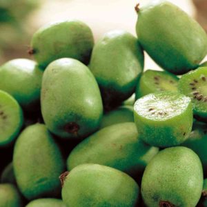 Zwergkiwi - Actinidia arguta 'Issai'