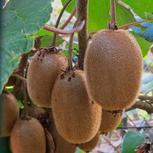 Kiwi - Actinidia deliciosa 'Solo'
