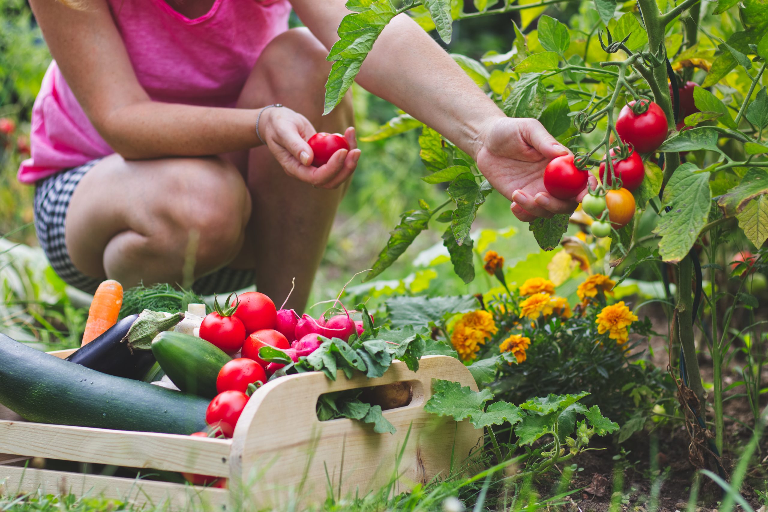 FAQ zu Obstpflanzen und Zwergobstbäumen