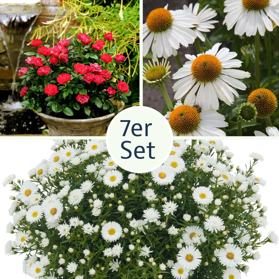 Stauden-Set Roter Samt und weiße Spitze