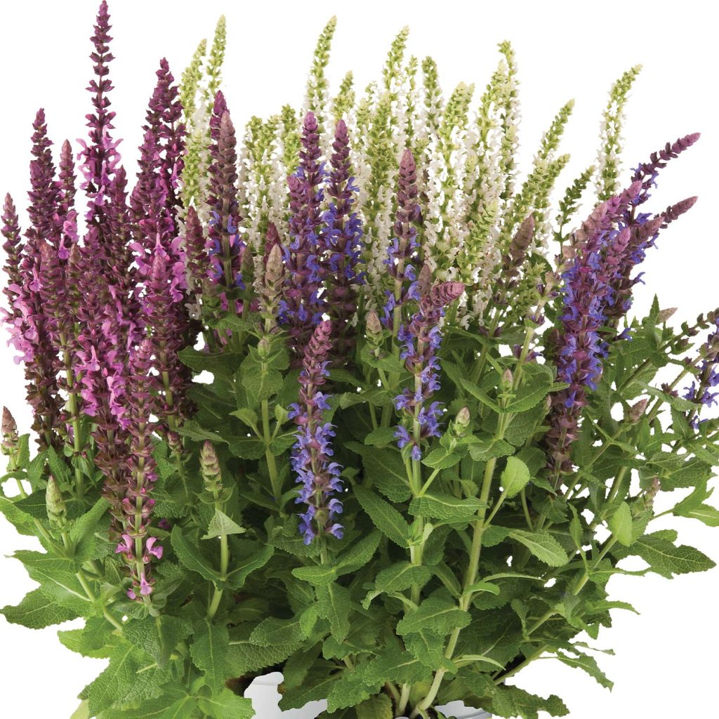 steppen-salbei-trio-salvia-nemorosa