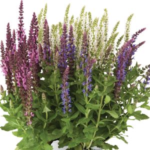 Steppensalbei Salvia nemorosa
